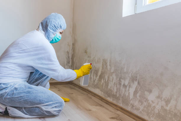 Licensed Commercial Mold Remediation service in Rougemont, NC - WQB Mold Removal