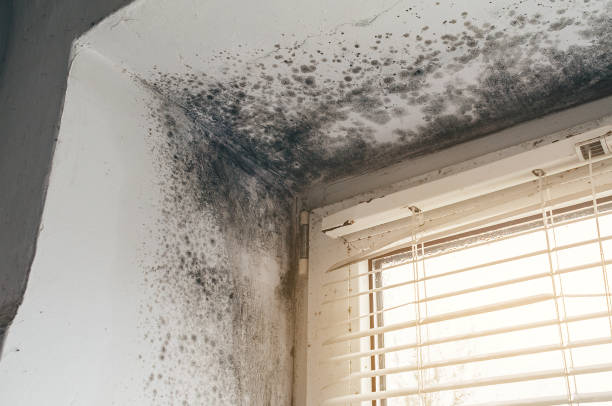 Affordable Commercial Mold Remediation solutions in Rougemont, NC